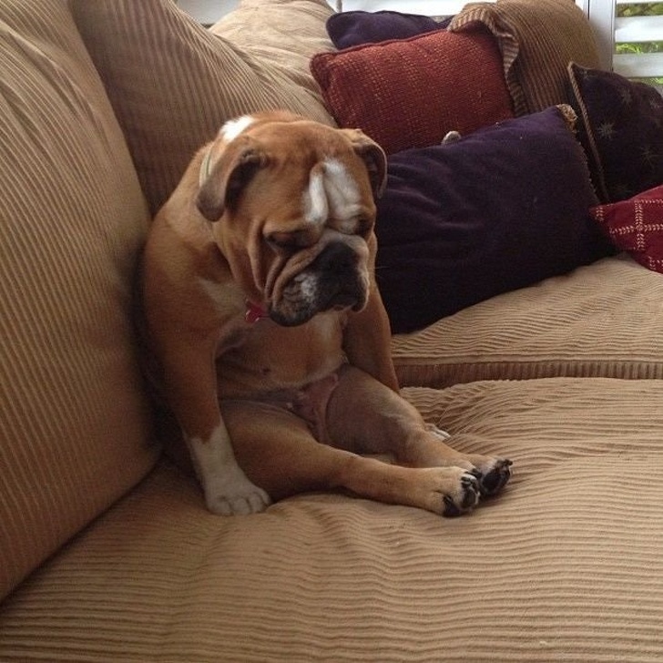 Illustration de l'article : 15 photos montrant des chiens qui font craquer